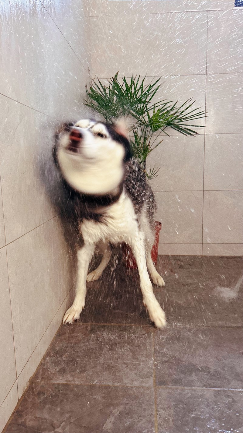 試用
